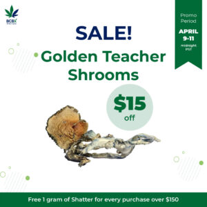 SALE! Golden Teacher Shrooms