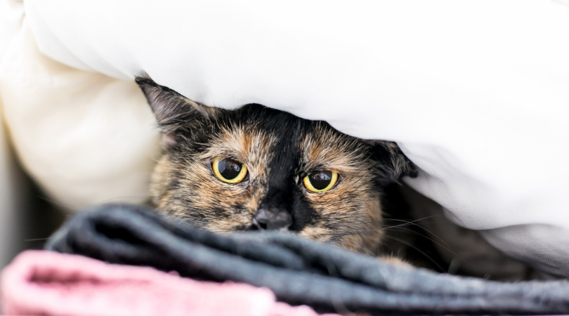 CBD Oil for Cats with Anxiety