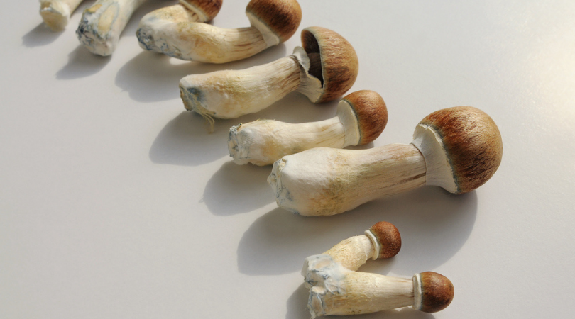 How To Buy Magic Mushrooms