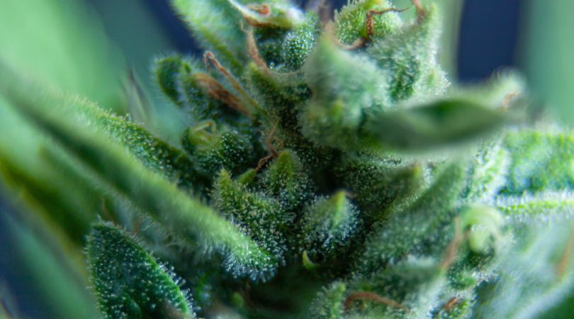 Are Cannabis Indica and Cannabis Sativa Really Different
