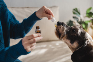 Dog taking cbd hemp oil