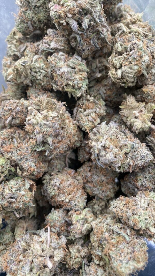 White Rhino