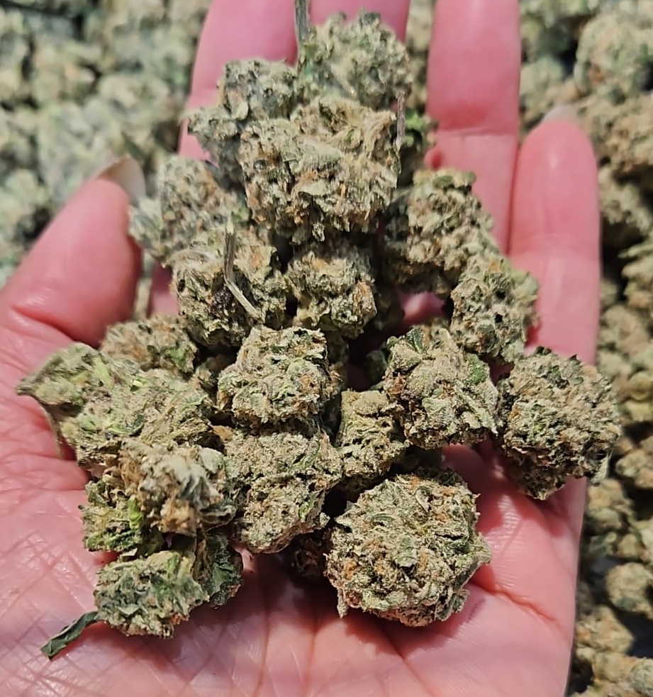 Sour Gushers Smalls 2 Sour Gushers Smalls